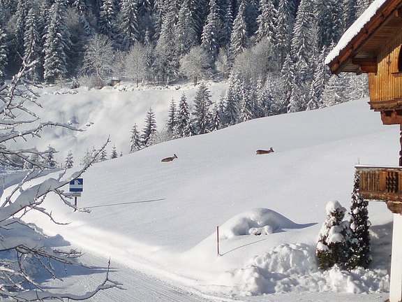 Gasthof Haaser in Brandenberg, Tirol